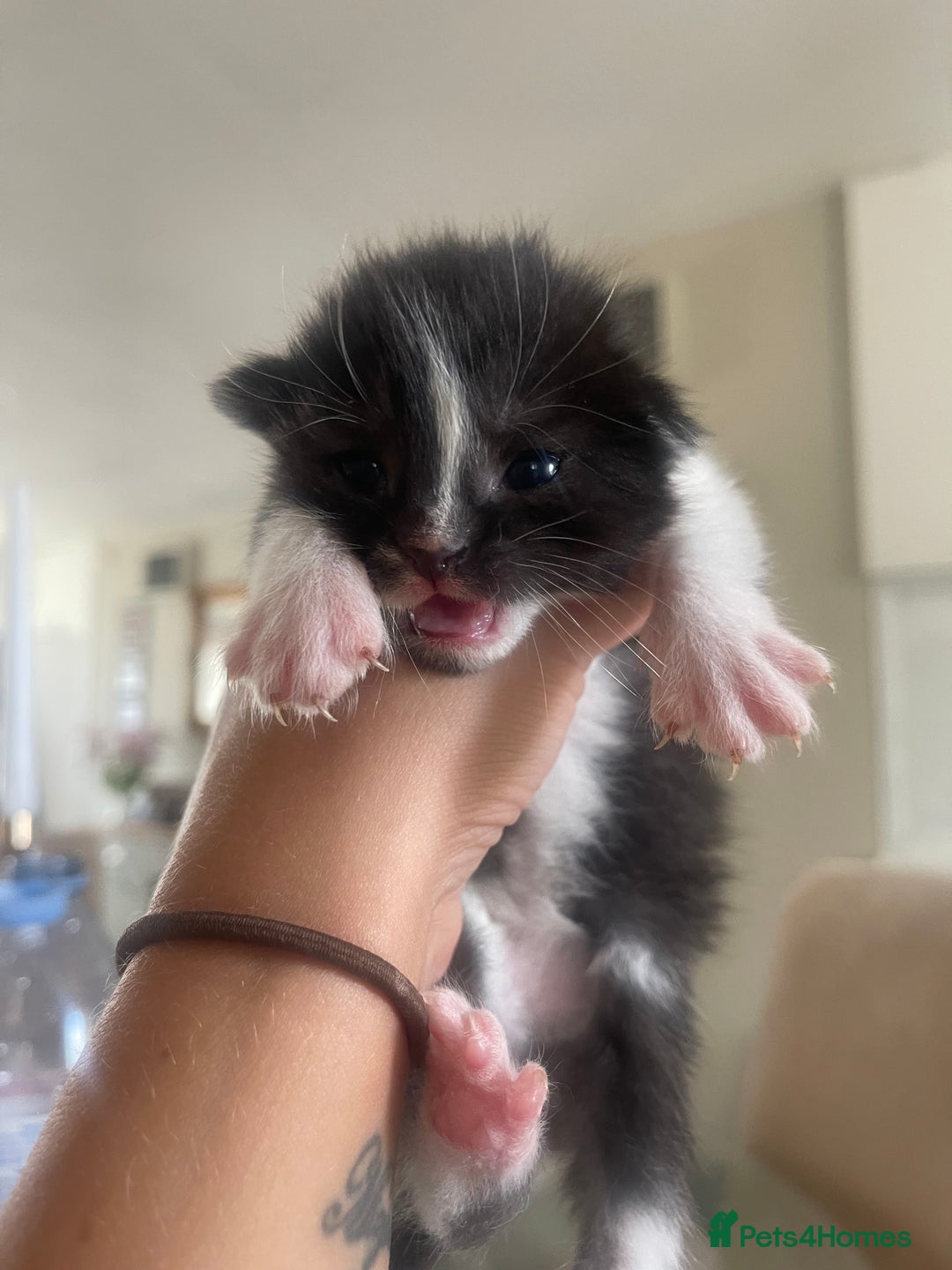 Ragdoll cats for sale: Beautiful fluffy ragdoll X kittens  - Image 2