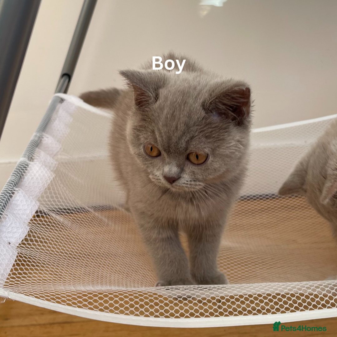 British Shorthair cats for sale: British Shorthair, Ready to be rehomed - Advert 9