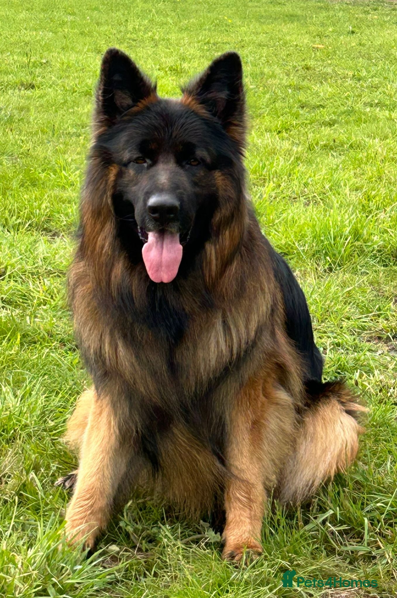 German Shepherd dogs Long Coat GSD black & tan  - Advert 2
