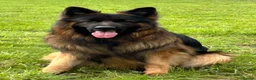 German Shepherd dogs for sale: Long Coat GSD black & tan  - Advert 5