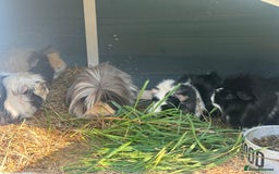 Guinea Pig rodents for sale: 5 gorgeous female guinea pigs - Image 1