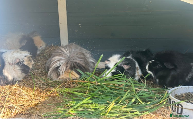 Guinea Pig rodents - Advert 9
