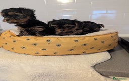 Yorkshire Terrier dogs for sale: Adorable Yorkshire terrier puppies available  - Image 13