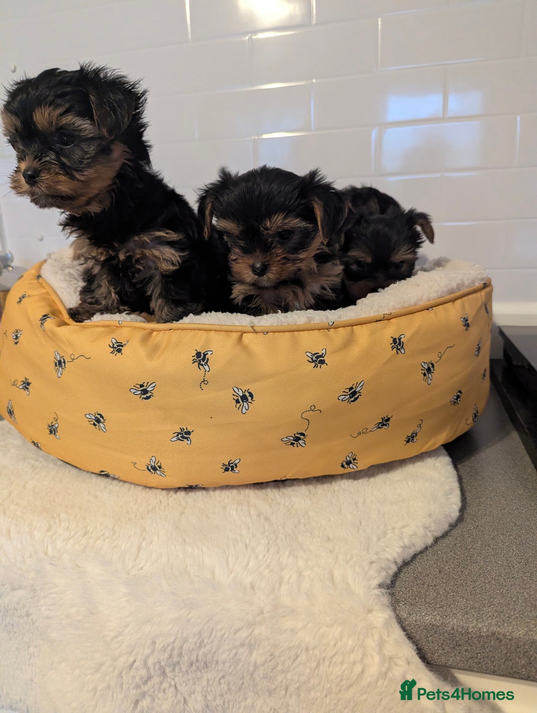 Yorkshire Terrier dogs for sale: Adorable Yorkshire terrier puppies available  - Image 13