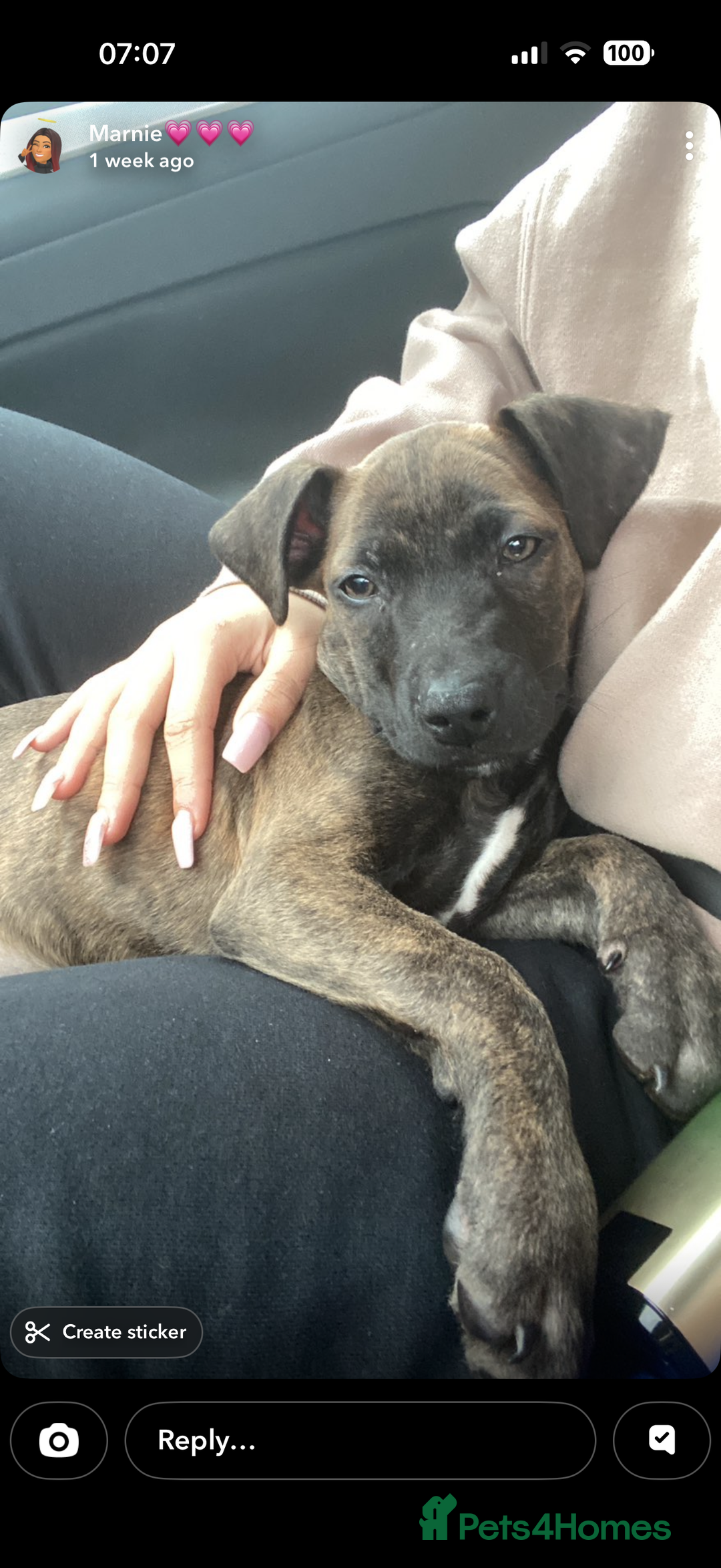 Mixed Breed dogs for sale: Dog for sale - Advert 5