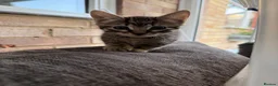 European cats for sale:  4 Lovely kittens  - Advert 3