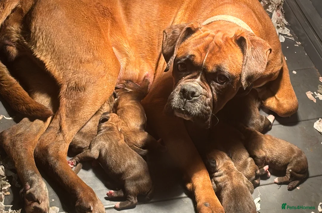 Boxer dogs for sale: Boxer puppies available to reserve  - Advert 11