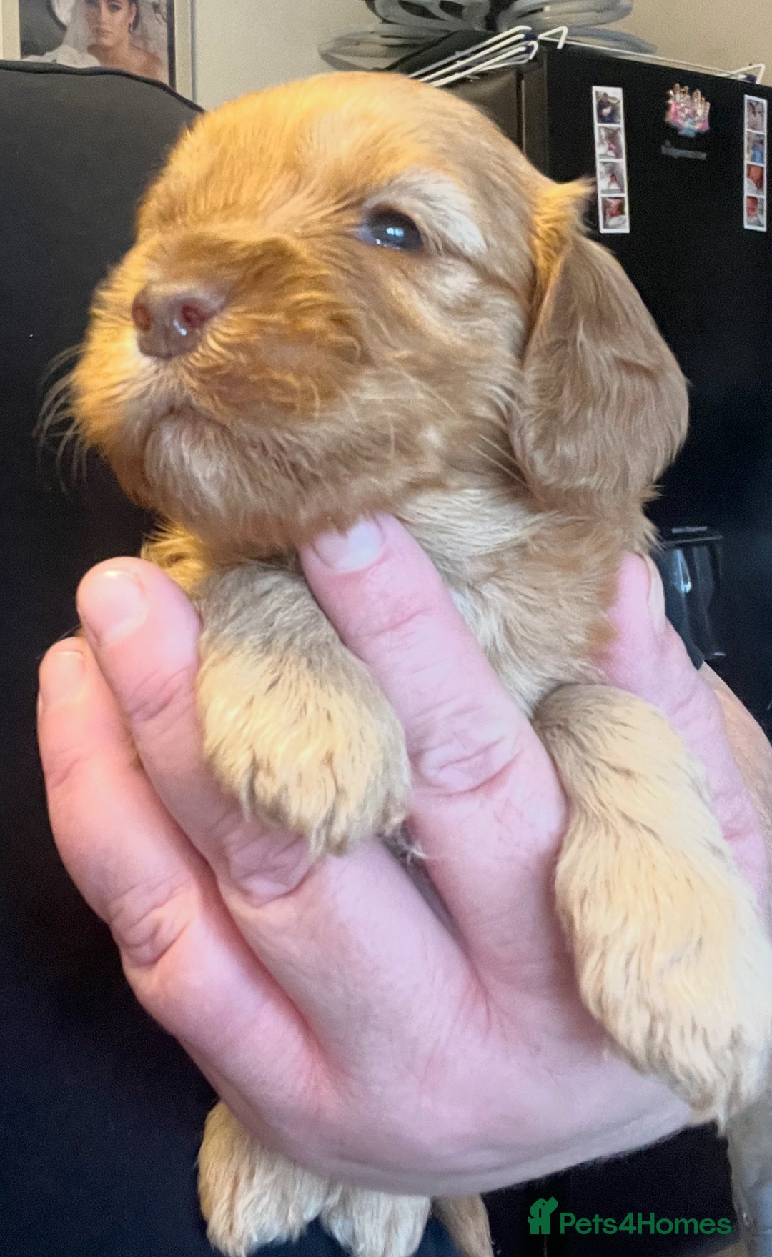 Cockapoo dogs for sale: 8 gorgeous Cockapoos  - Image 30