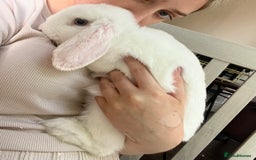 French Lop rabbits for sale: French lop bunny and hutch - Image 5