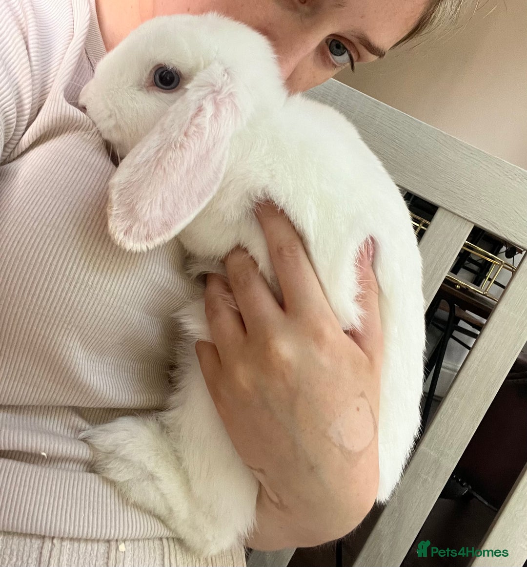 French Lop rabbits for sale: French lop bunny and hutch - Image 5
