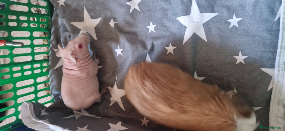 Guinea Pig rodents for sale: 2 x male Guinea Pigs  - Advert 6