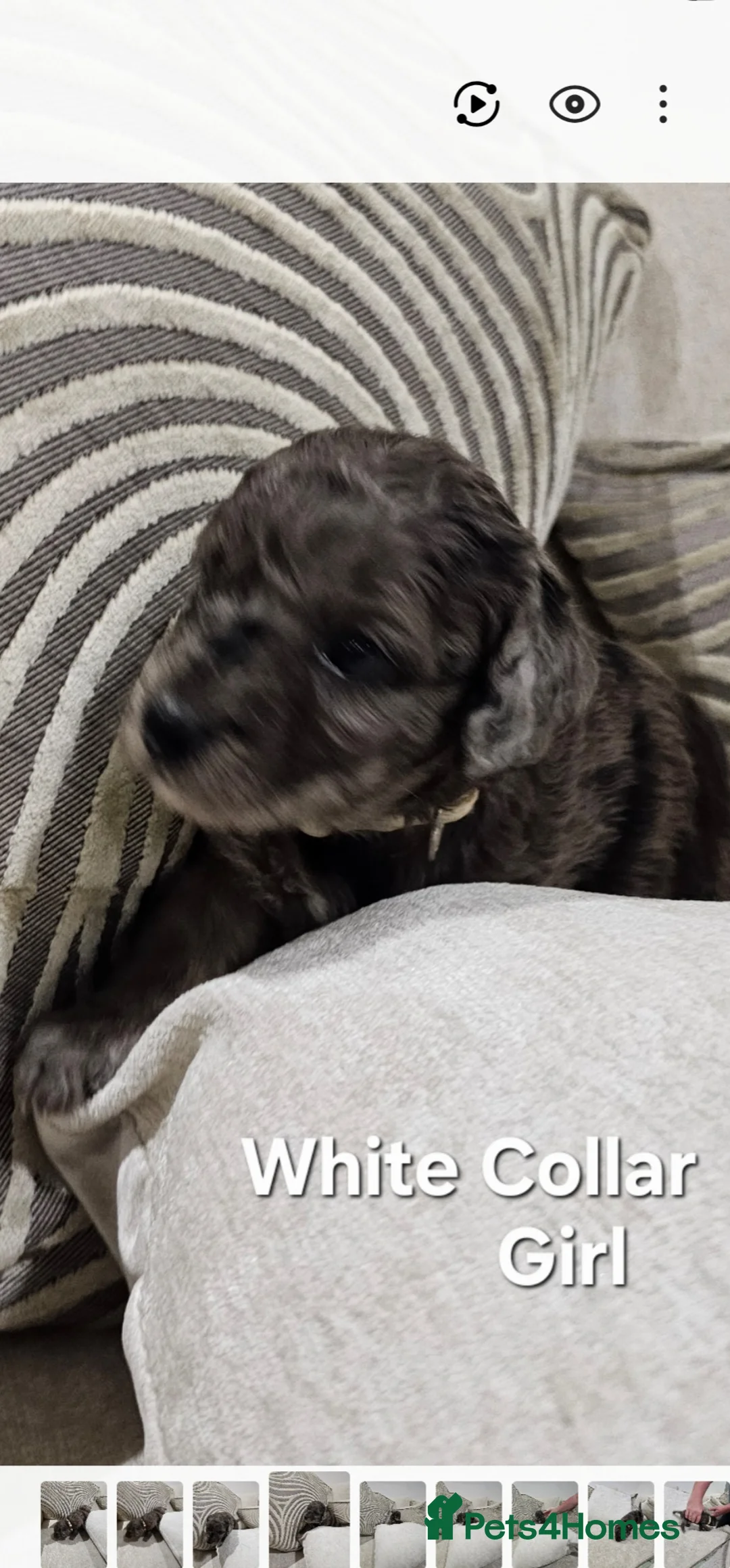 Cockapoo dogs for sale: 2 Beautiful female cockapoo left - Advert 20