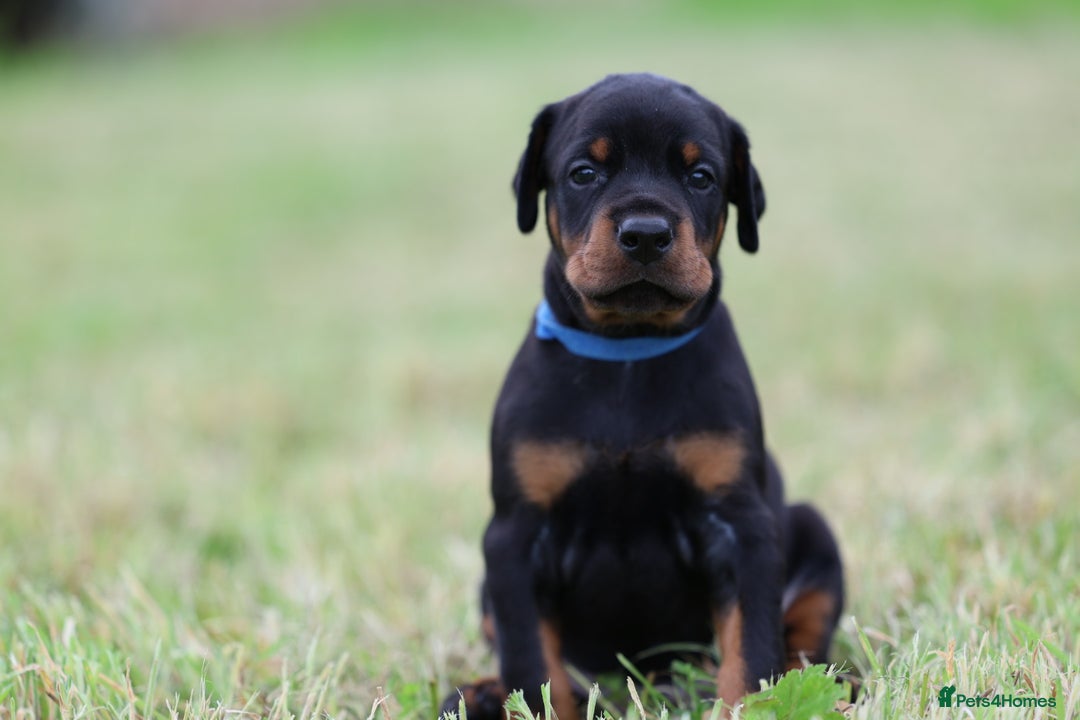 Dobermann dogs for sale: Exceptional Confident European Doberman puppies - Image 23