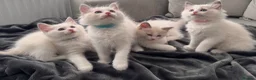 Ragdoll cats for sale: High white blue/lilac Bi-Colour Ragdoll Kittens    - Advert 11