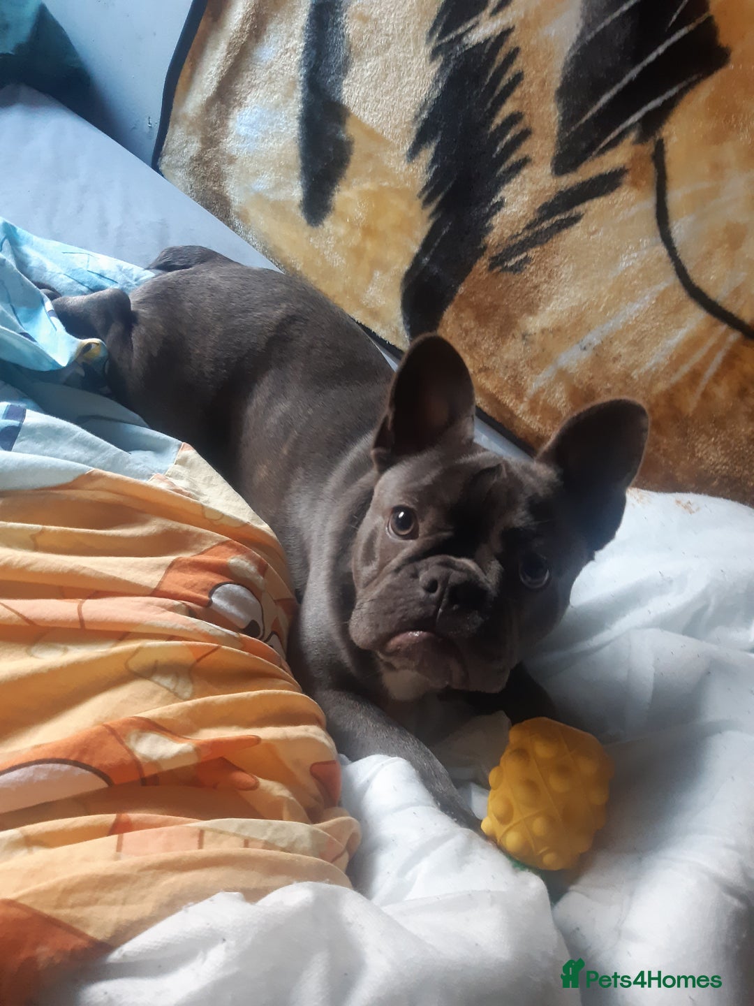 Akita dogs for sale: French blue KC registered 7 months old female pup - Image 1