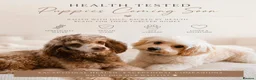 Cavapoo dogs for sale: Beautiful Rare F1B cavapoo puppies  - Advert 2