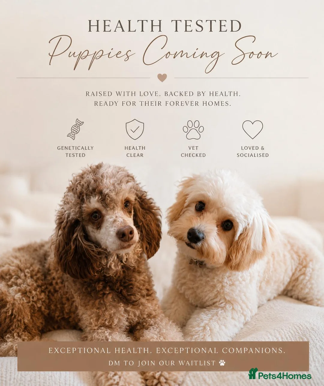 Cavapoo dogs for sale: Beautiful Rare F1B cavapoo puppies  - Advert 2