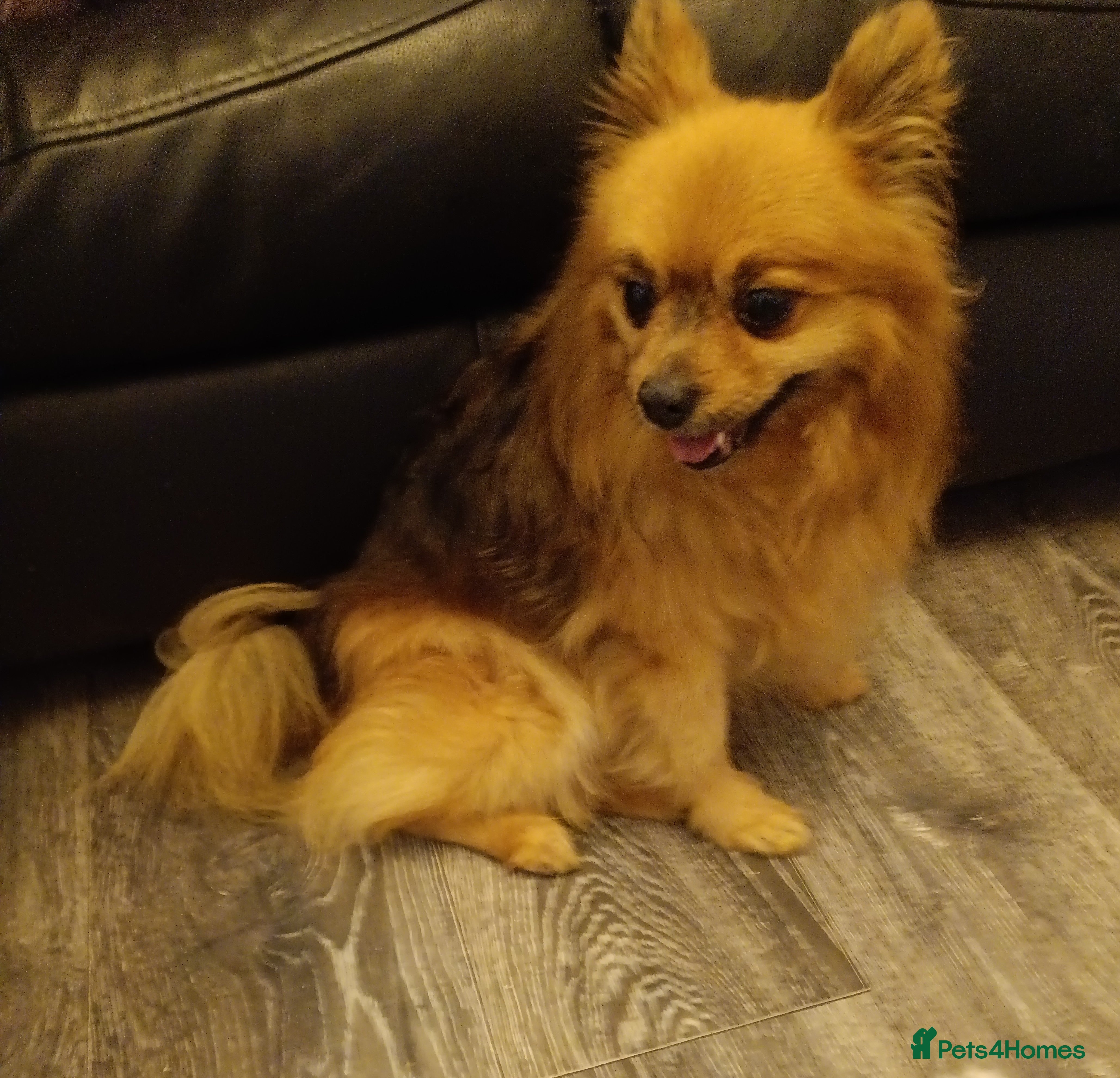 Pomeranian dogs pomchi for rehome - Advert 8