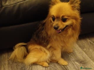 Pomeranian dogs pomchi for rehome - Advert 7