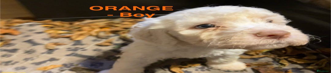 ORANGE (Boy) Lagotto Romagnolo Puppy