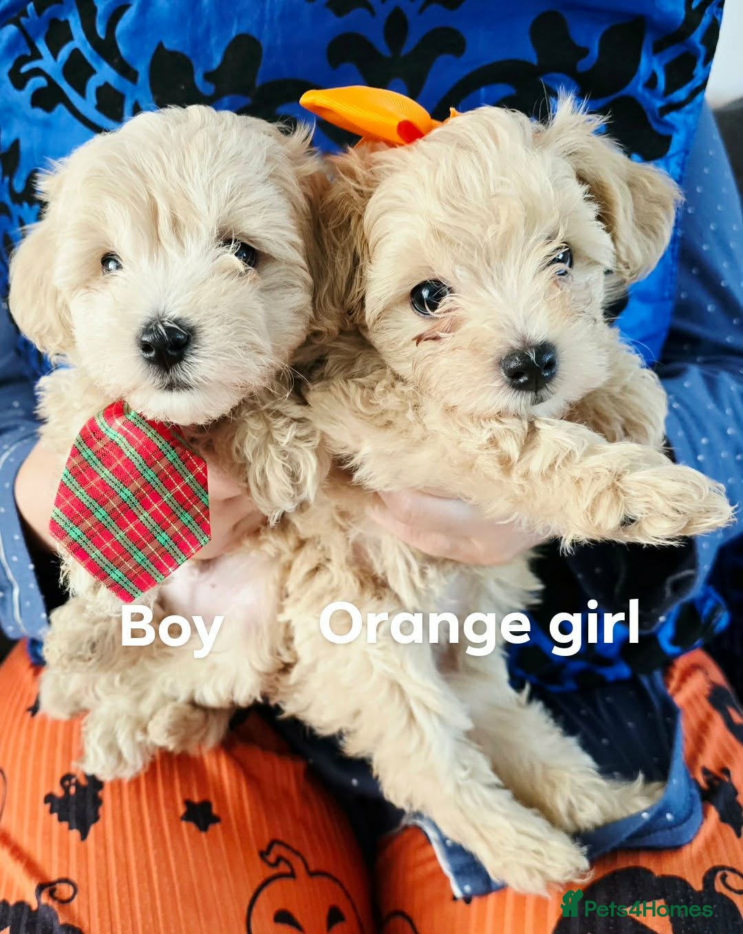 Maltipoo dogs   3 girls 1 boy left . Ready in 1 week .  - Advert 5