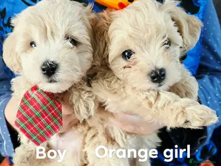 Maltipoo dogs 3 girls 1 boy left . Ready in 1 week . - Advert 5