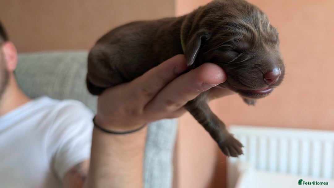 Labrador Retriever dogs for sale: Labrador Puppies for sale  - Image 2