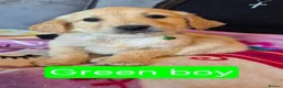 Golden Retriever dogs for sale: KC registered golden retriever puppies - Advert 6