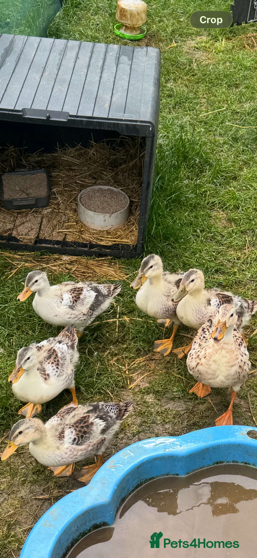 Ducks poultry for sale: Beautiful Miniature Silver Appleyard Ducklings  - Advert 2