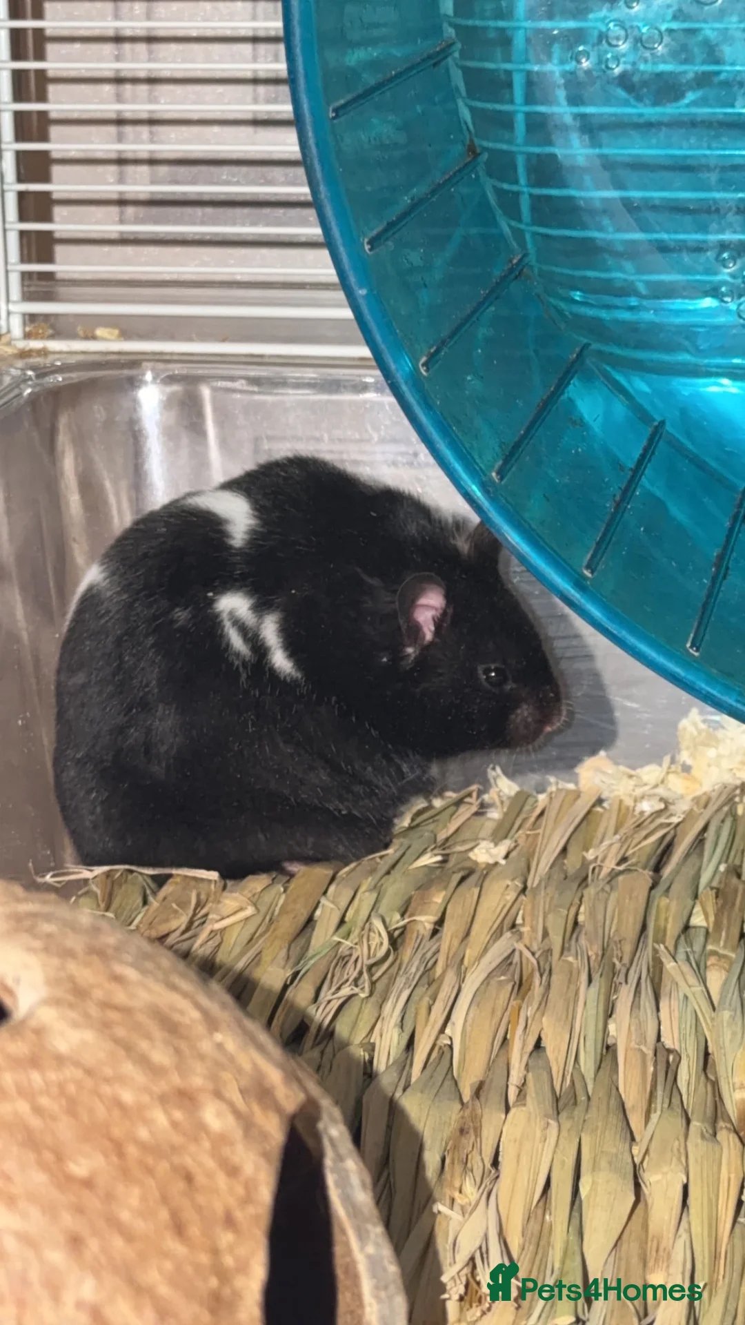 Hamster rodents for sale: Black and white Syrian hamster in Coventry - Advert 1