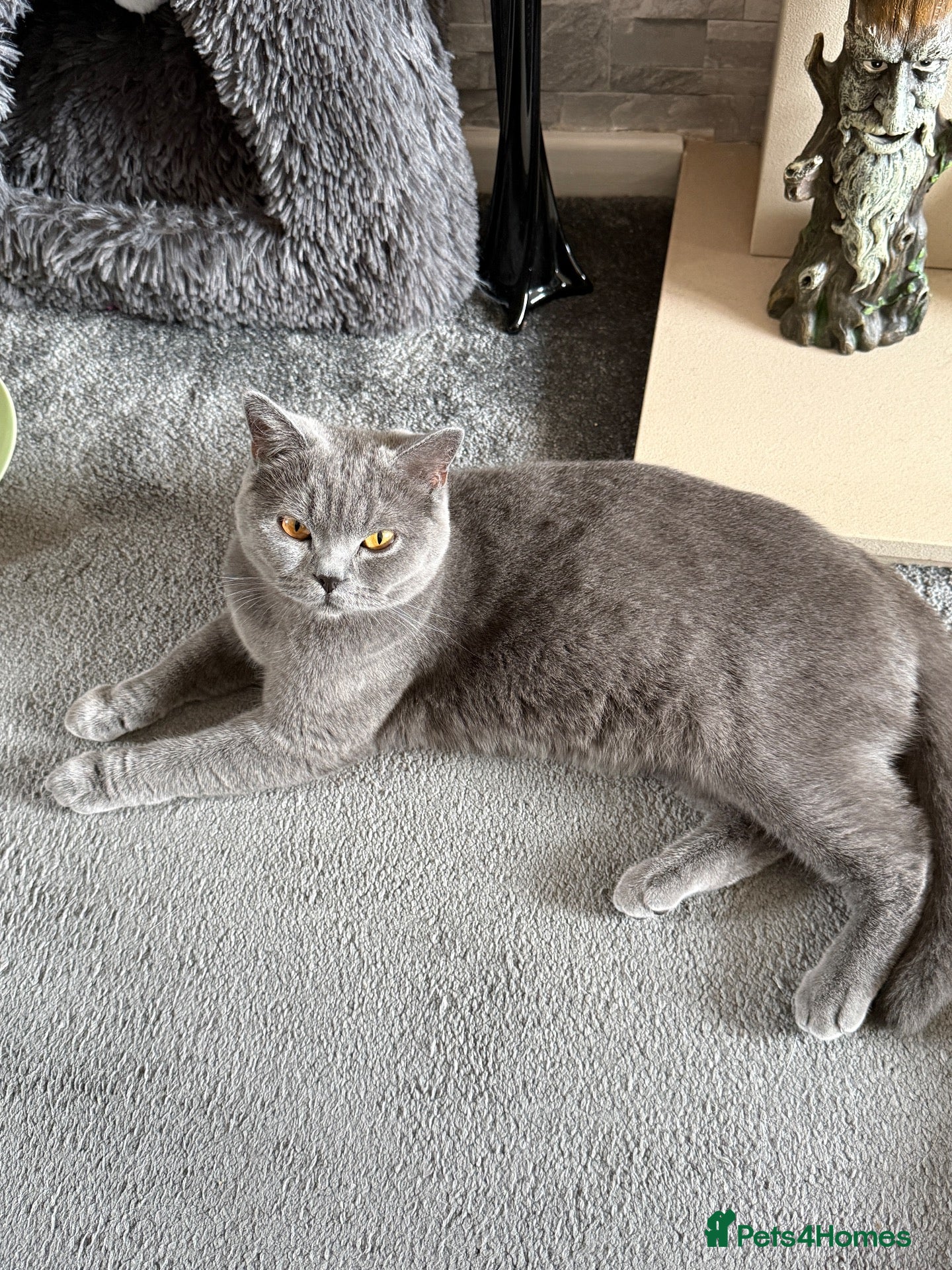 British Shorthair cats 5 Pedigree BSH Blue & Lilic TICA registered  - Advert 1