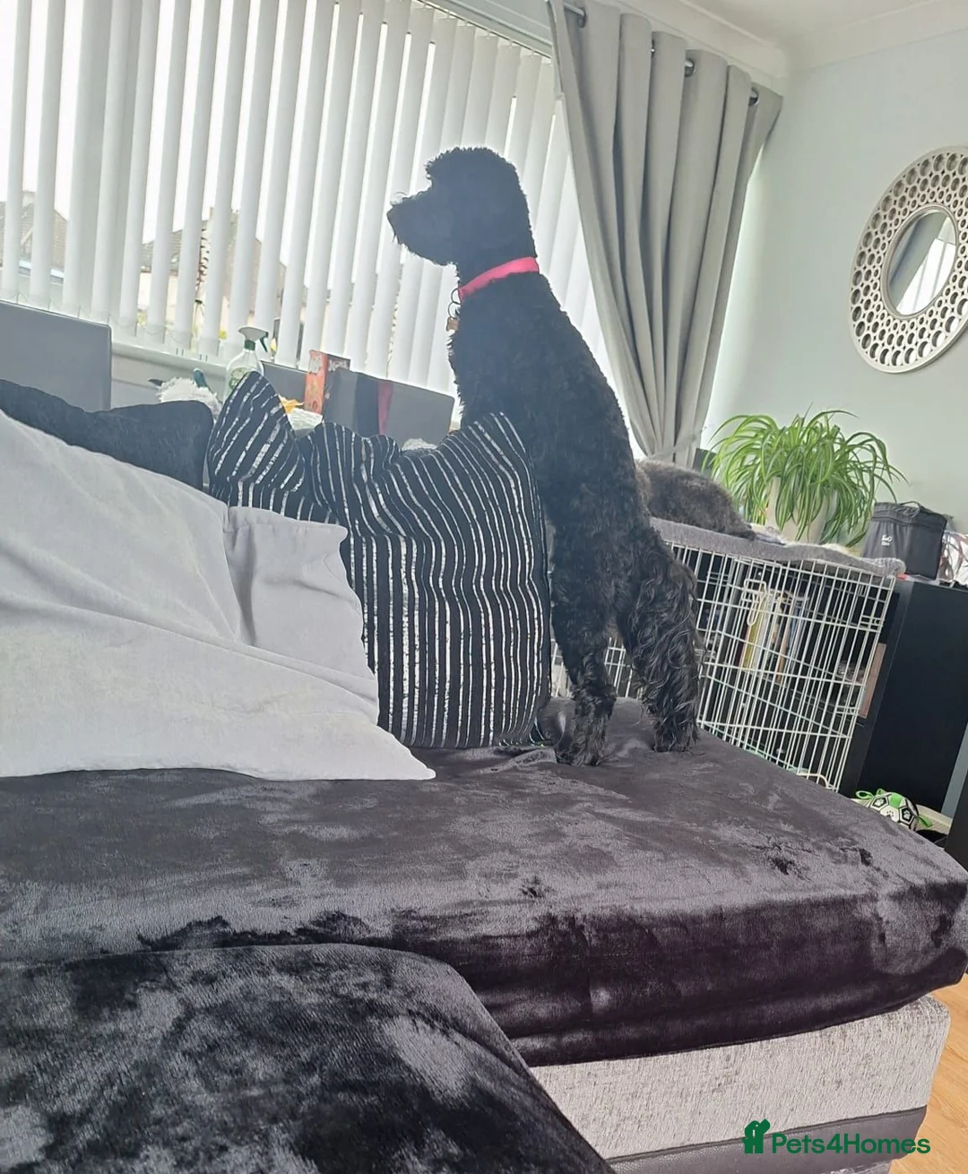 Cockapoo dogs for sale: Bella  in Motherwell - Advert 2