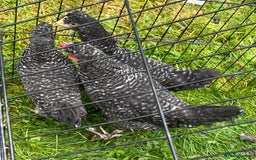 Chickens poultry for sale: Aracana hybrid green egg layers chickens - Image 16