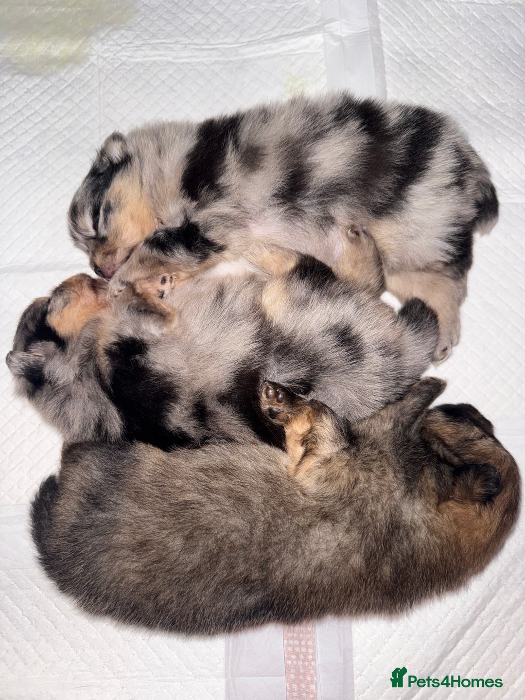 Pomeranian dogs for sale: Adorable Pomeranian Puppies 💙🩷💙 - Advert 12