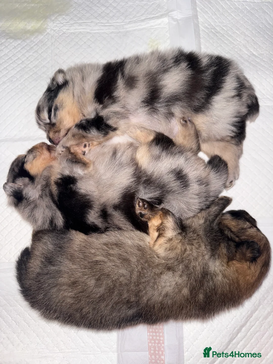 Pomeranian dogs for sale: Fully Vaccinated Orange Sable Boy Pomeranian 💙 - Advert 18