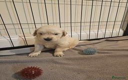 Golden Retriever dogs for sale: Golden retriever pups - Image 4