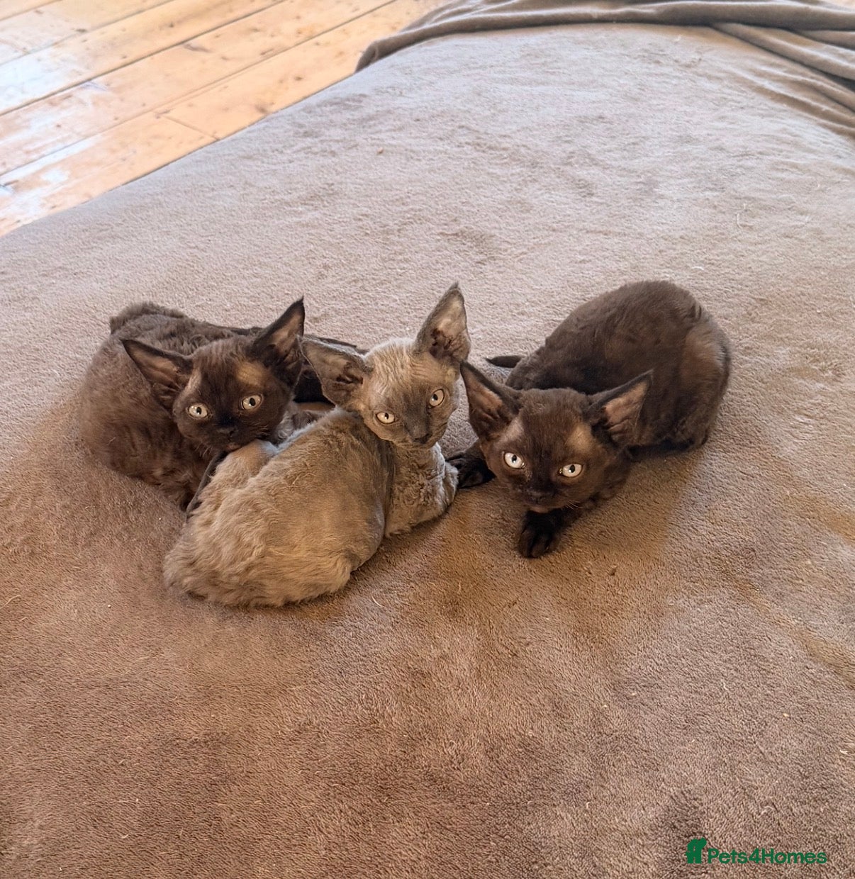 Devon Rex cats 3 gorgeous Devon Rex kittens - Advert 2