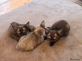 Devon Rex cats 3 TICA registered Devon Rex kittens - Advert 1