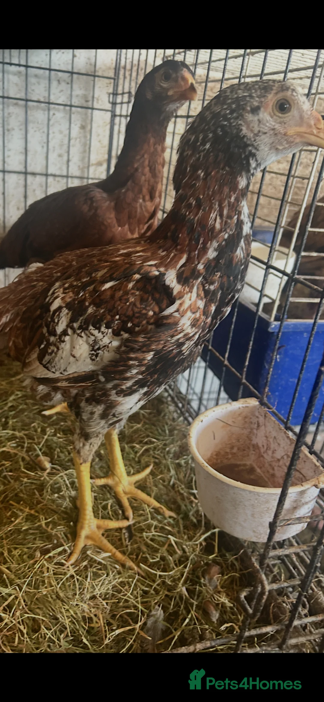 Chickens poultry for sale: Asil pullets born end of January  - Advert 1