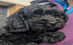 Cockapoo dogs for sale: Ready now! F1 cockapoo pups, health tested parents - Image 6