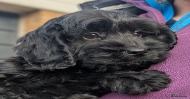 Cockapoo dogs - Advert 3