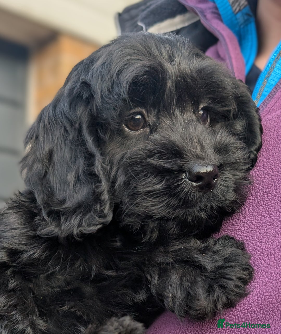 Cockapoo dogs for sale: Ready now! F1 cockapoo pups, health tested parents - Image 6
