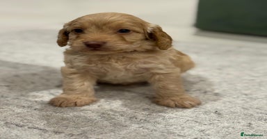 Cockapoo dogs Cockapoo puppies - Advert 13