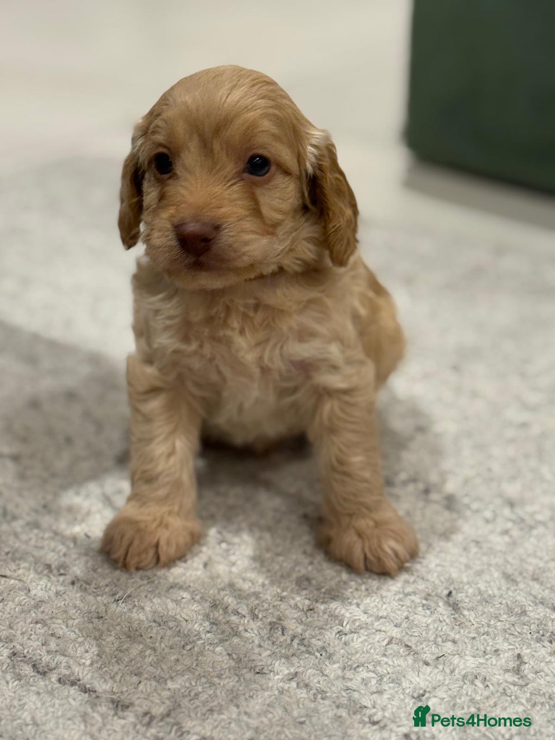 Cockapoo dogs for sale: Cockapoo puppies - Image 3