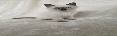 Ragdoll 1