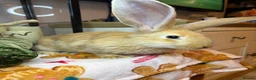 Continental Giant rabbits for sale: Stunning continental giant baby bunny rabbits - Advert 32