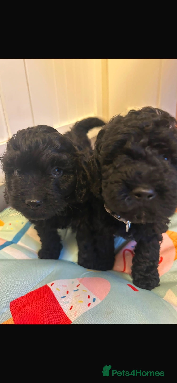 Cockapoo dogs Outstanding cockerpoo puppies  - Advert 1