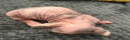 Sphynx cats for sale: Beautiful sphynx babies  - Advert 9