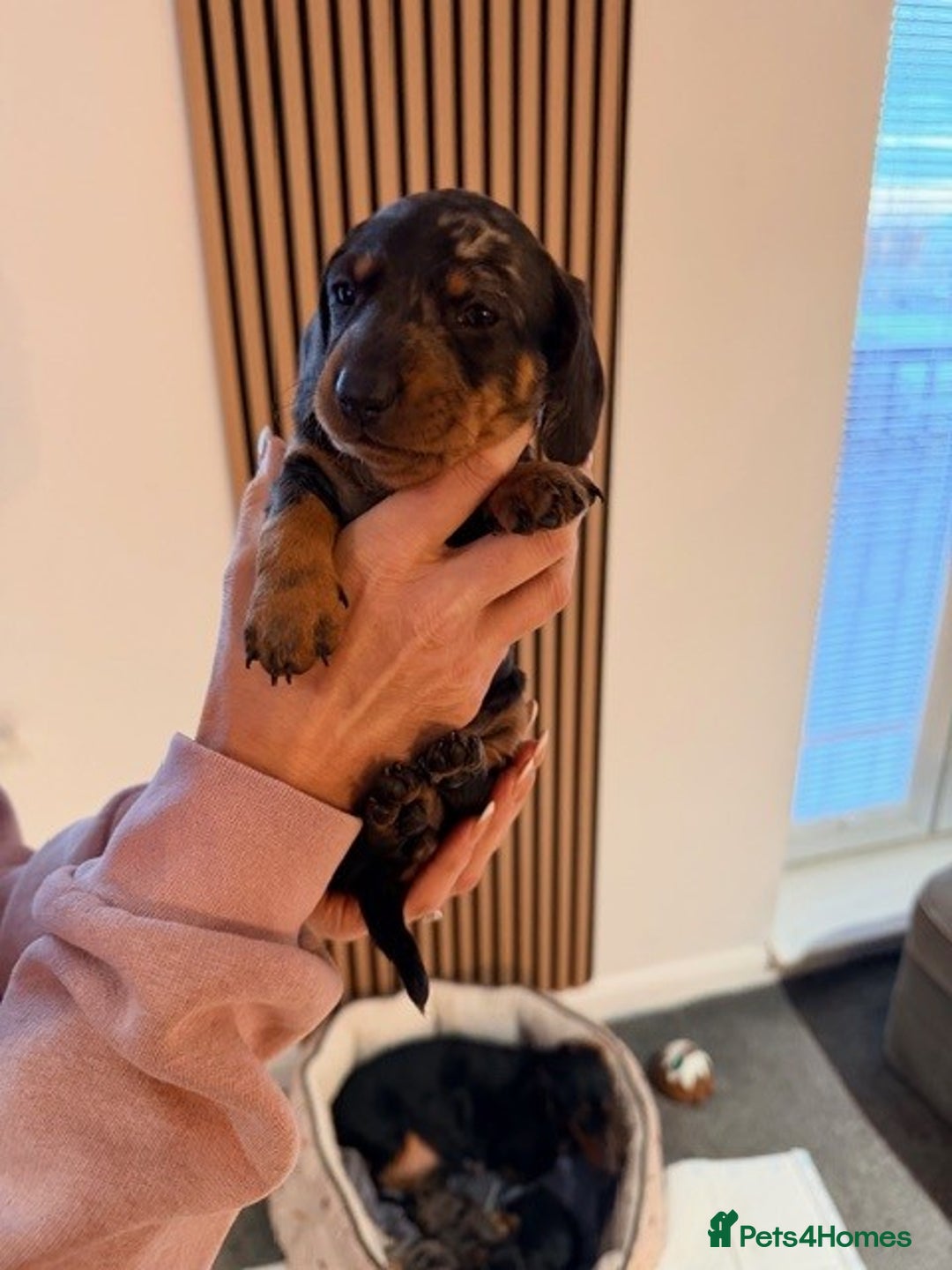 Dachshund dogs for sale: Adorable dachshund puppies 2 male & 2 female - Advert 14