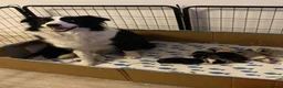Border Collie dogs for sale: Handsome chunky Border Collie pups in Havant - Advert 1